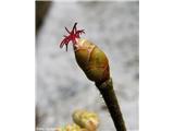 Navadna leska (Corylus avellana), ženski cvetovi.