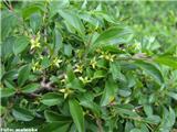 Razkrečena kozja češnja (Rhamnus saxatilis), Kamniški vrh, Slovenija.