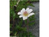 Mala vetrnica (Anemone baldensis), NP Gran Paradiso, Italija.