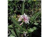 Gomoljasta špajka (Valeriana tuberosa)
