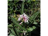 Gomoljasta špajka (Valeriana tuberosa), Brač, Hrvaška.