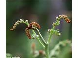 Orlova praprot (Pteridium aquilinum), Klemenčevo, Slovenija.