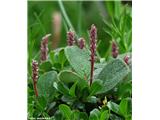 Mrežolistna vrba (Salix reticulata), Pordoi, Italija.