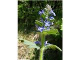 Ajuga genevensis