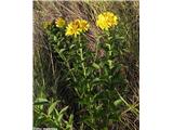 Nasršeni oman (Inula spiraeifolia), Kraški rob, Slovenija.