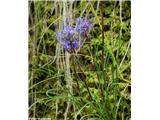 Polobli repuš (Phyteuma hemisphaericum), NP Gran Paradiso, Italija.