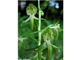 Zelenkasti vimenjak (Platanthera chlorantha)