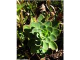 Napojna homulica (Sedum anacampseros), Galibier, Francija.