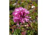 Alpska lučca (Lychnis alpina), Col de l'Iseran, Francija.