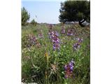 Žajbelj (Salvia officinalis), Kamenjak, Hrvaška.