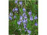 Veronica jacquinii