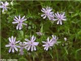 Linejev bodičnik (Drypis spinosa subsp. jacquiniana), Stahovica, Slovenija.