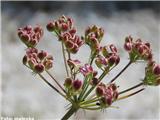 Gorski silj (Peucedanum oreoselinum)