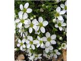 Arenaria ciliata