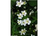 Platanolistna zlatica (Ranunculus platanifolius), Snežnik, Slovenija.