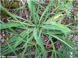 Sinja škržolica (Hieracium glaucum)