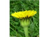 Hypochoeris maculata