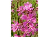 Navadna smolnica (Lychnis viscaria), Koroška, Slovenija.