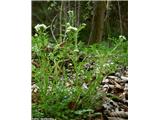 Gozdna penuša (Cardamine flexuosa)