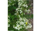 Navadna lakota (Galium mollugo)