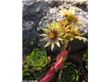 Velecvetni netresk (Sempervivum grandiflorum), Breuil-Cervinia, Italija.