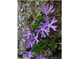 Primula minima