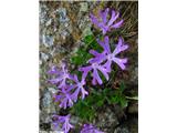 Najmanjši jeglič (Primula minima), Komen, Slovenija.