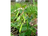 Corydalis solida