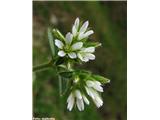 Cerastium glomeratum