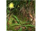 Sinja škržolica (Hieracium glaucum), Slevo (Kamnik), Slovenija.