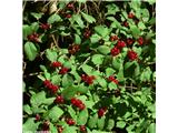 Puhastolistno kosteničevje (Lonicera xylosteum), Jezersko, Slovenija.