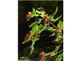 Malinjak (Rubus idaeus)