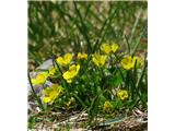 Braunejev petoprstnik (Potentilla brauneana)