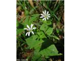 Gozdna zvezdica (Stellaria nemorum)