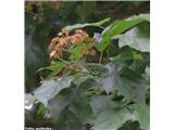 Brek (Sorbus torminalis), odcvetelo socvetje, Šmartinsko jezero, Slovenija.