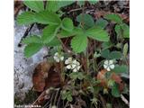 Potentilla carniolica