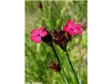 Krvavordeči klinček (Dianthus sanguineus), Vremščica, Slovenija.