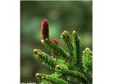 Navadna smreka (Picea abies)