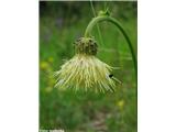 Lepki osat (Cirsium erisithales), Hotedršica, Slovenija.