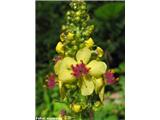 Volnati lučnik (Verbascum alpinum), Kamniški vrh, Slovenija.