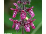 Gozdni čišljak (Stachys sylvatica)