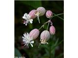 Meliščna pokalica (Silene vulgaris subsp. glareosa), Kamniška roža, Slovenija.