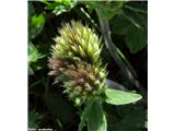 Noriška detelja (Trifolium noricum), Črna prst, Slovenija.