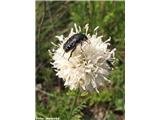 Bleda obloglavka (Cephalaria leucantha), Kraški rob, Slovenija.