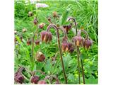 Potočna sretena (Geum rivale)