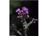 Močvirski osat (Cirsium palustre), Pohorje, Slovenija.