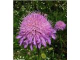 Dolgolistno Grabljišče (Knautia longifolia)