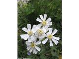 Dolomitski rman (Achillea oxyloba)