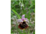 Ophrys holosericea