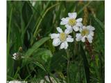 Dolomitski rman (Achillea oxyloba), Pordoi, Italija.